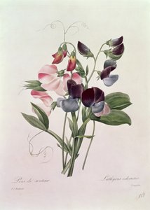 Duftwicken (Lathyrus odoratus) graviert von Langlois, aus 